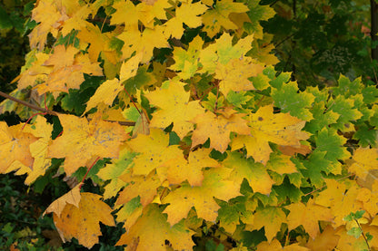 Artar / Paltin de camp / Acer platanoides /