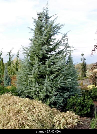 Cedru de Himalaya "Bush Electra" 2.00 - 2.50 m / Cedrus deodora "Bush Electra" / by gradina-noastra