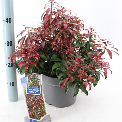Andromeda japoneza vas 7.5 L mix/pret pe buc  / Pieris "Flaming Silver"/ Pieris japonica "Prelude"/Pieris japonica "Mountain Fire"/