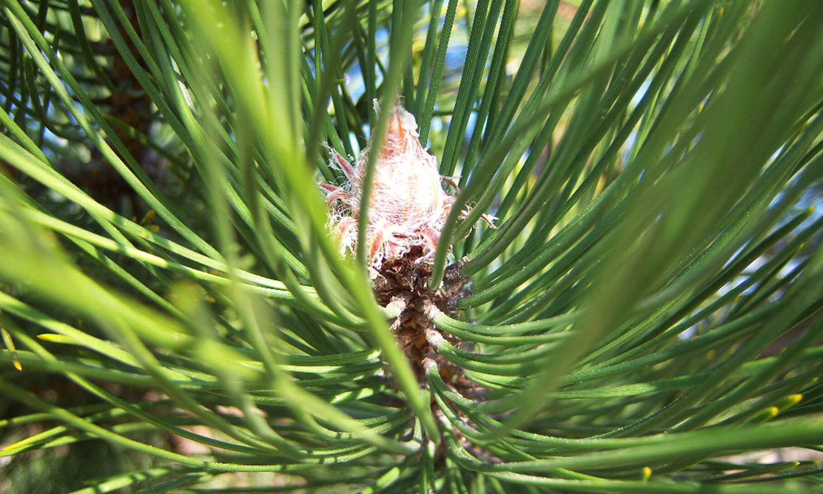 Pin negru austriac 1.50 - 1.75 m / Pinus nigra austriaca /