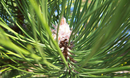 Austrian black pine tree 3.50 - 4.00 m / Pinus nigra austriaca /