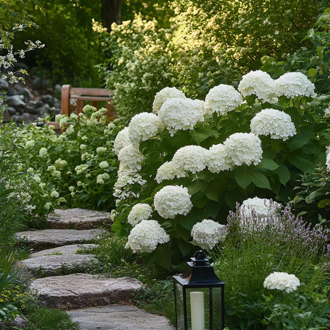 Hortensia "Strong Annabelle" / Hydrangea arborescens "Strong Annabelle"/