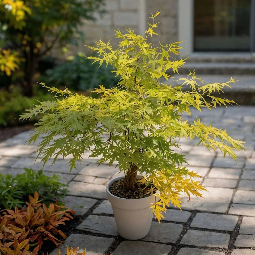Artar japonez "Orange Dream" 1.00 - 1.30 m / Acer palmatum "Orange Dream" /