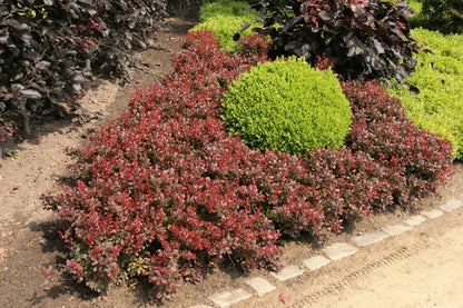 Dracila rosie "Atropurpurea Nana" /Berberis thunbergii "Atropurpurea Nana"/