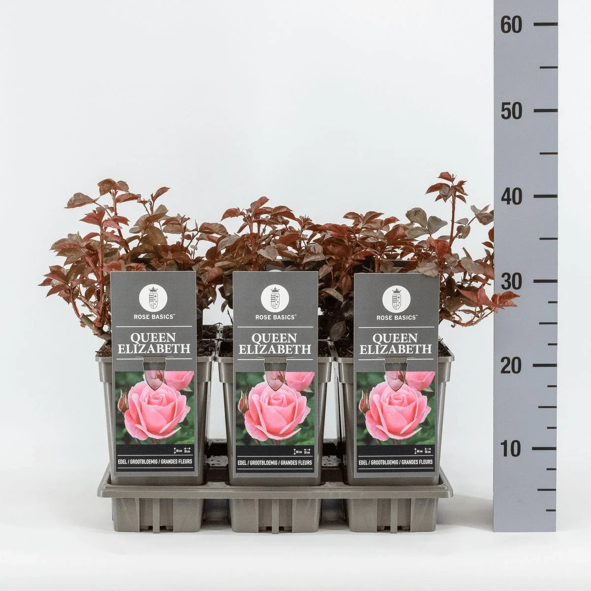 Trandafir teahibrid "Queen Elizabeth" – / Rosa HT "Queen Elizabeth"/