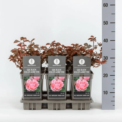Trandafir teahibrid "Queen Elizabeth" – / Rosa HT "Queen Elizabeth"/