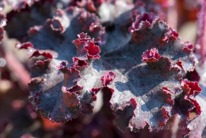 Heuchera "Melting Fire"