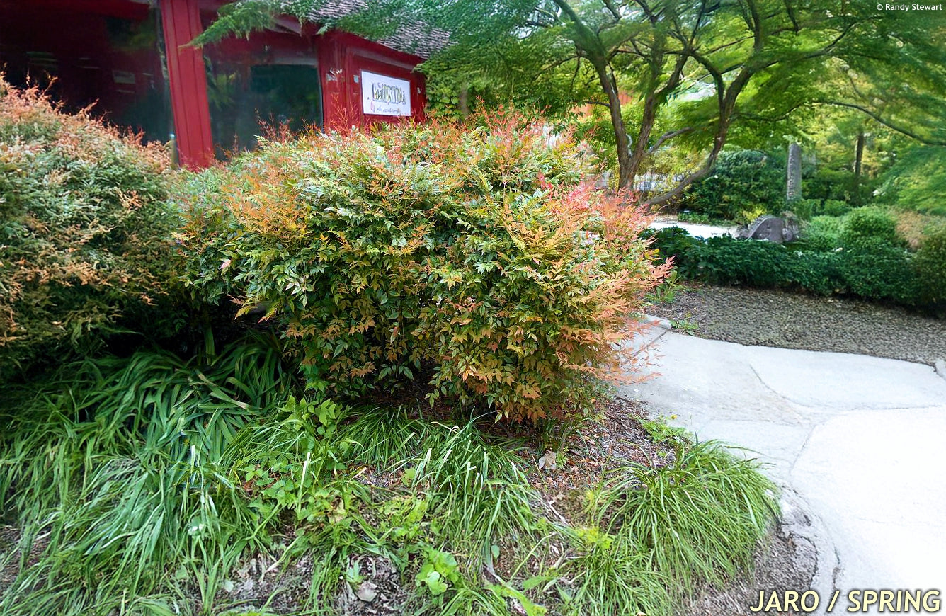 Bambus sfant " Gulf Stream" / Nandina domestica "Gulf Stream"/ - Gradina Noastra
