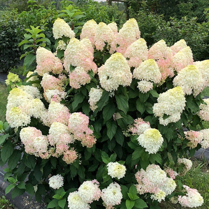 Hortensia paniculata &quot;Quick Fire Fab&quot;/ Hydrangea paniculata &quot;Quick Fire Fab&quot;/