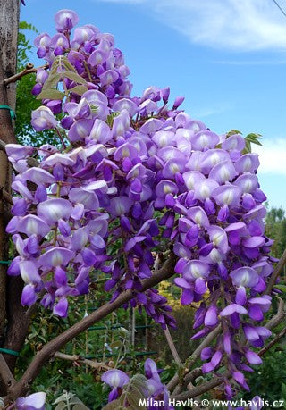Glicina chinezească "Yokahama Fuji" 2.00 m / Wisteria chinensis "Yokahama Fuji"/ by gradina-noastra