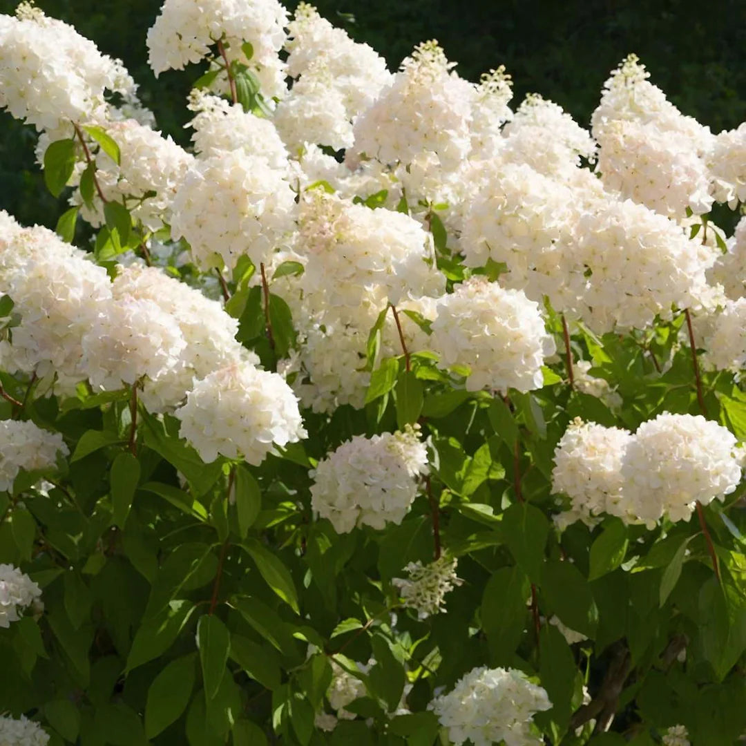 Hortensia paniculata &quot;Grandiflora&quot;, cu flori albe, perfectă pentru grădinile de vis, disponibilă la [numele magazinului].