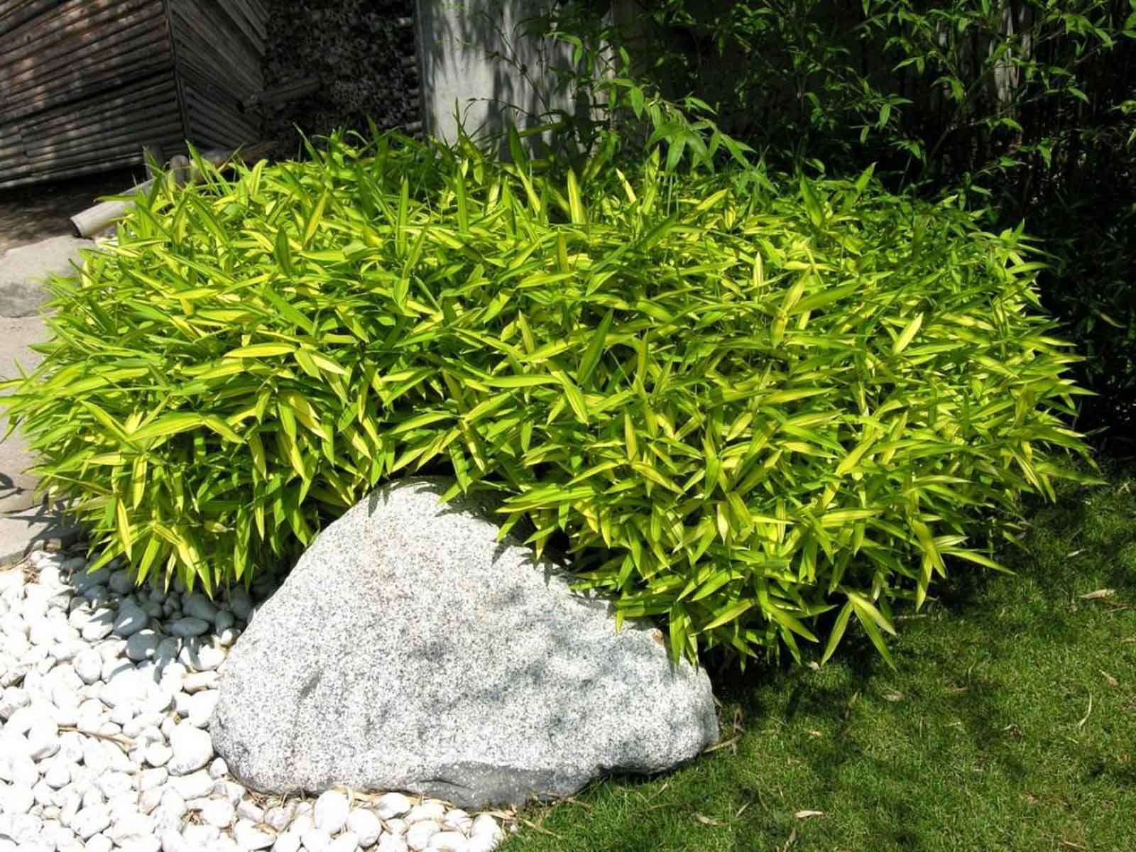 Bambus vesnic verde pitic / Pleioblastus pygmaeus "Distichus" /