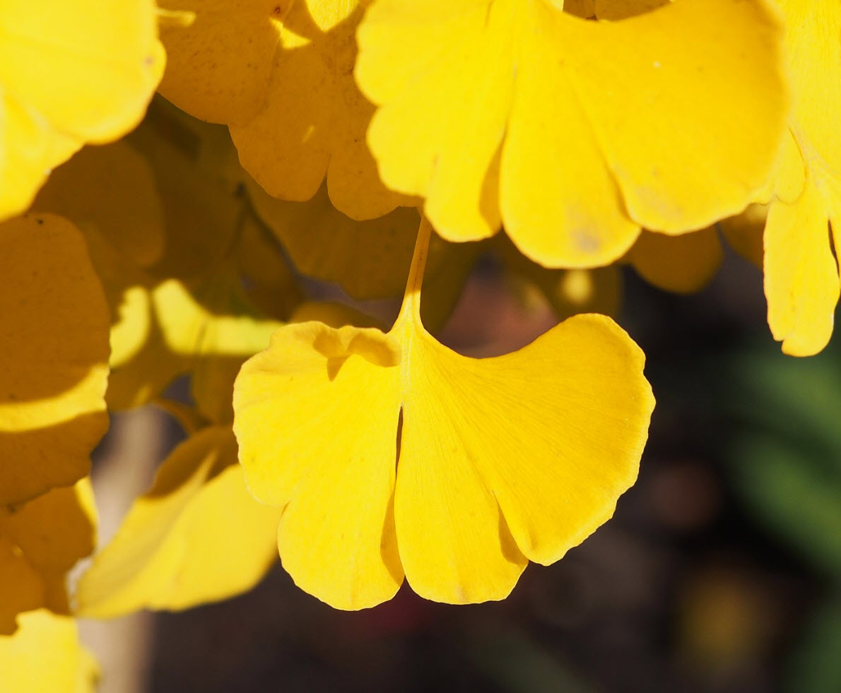 Arborele pagodelor "Mariken" / Ginko biloba "Mariken" /