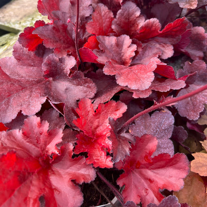 Heuchera "Forever Red " - Gradina Noastra