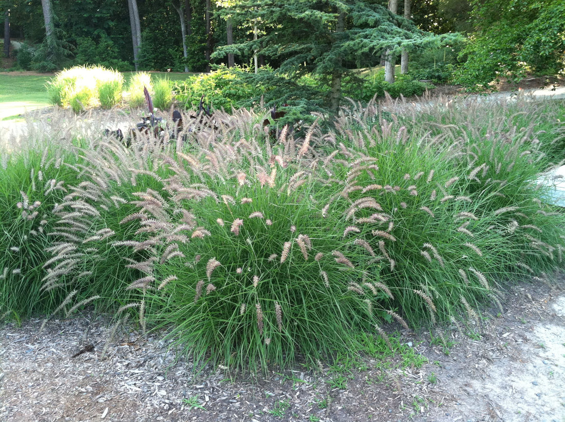 Pennisetum orientale &quot;Karley Rose&quot; by gradina-noastra