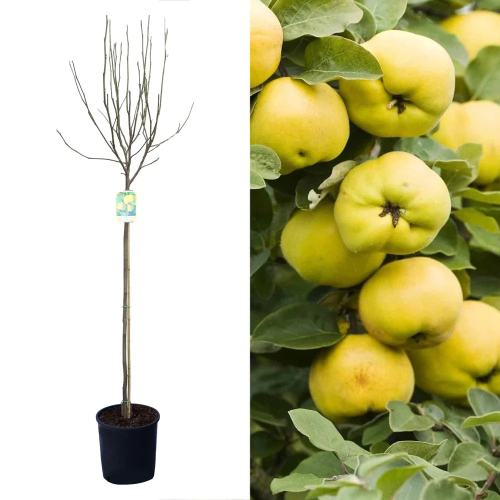 Gutui "Del Portogallo" 1.80 - 2.30 m / Cydonia oblonga "Del Portogallo"/ by gradina-noastra