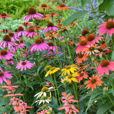 Echinacea purp. "Cheyenne Spirit" - Gradina Noastra