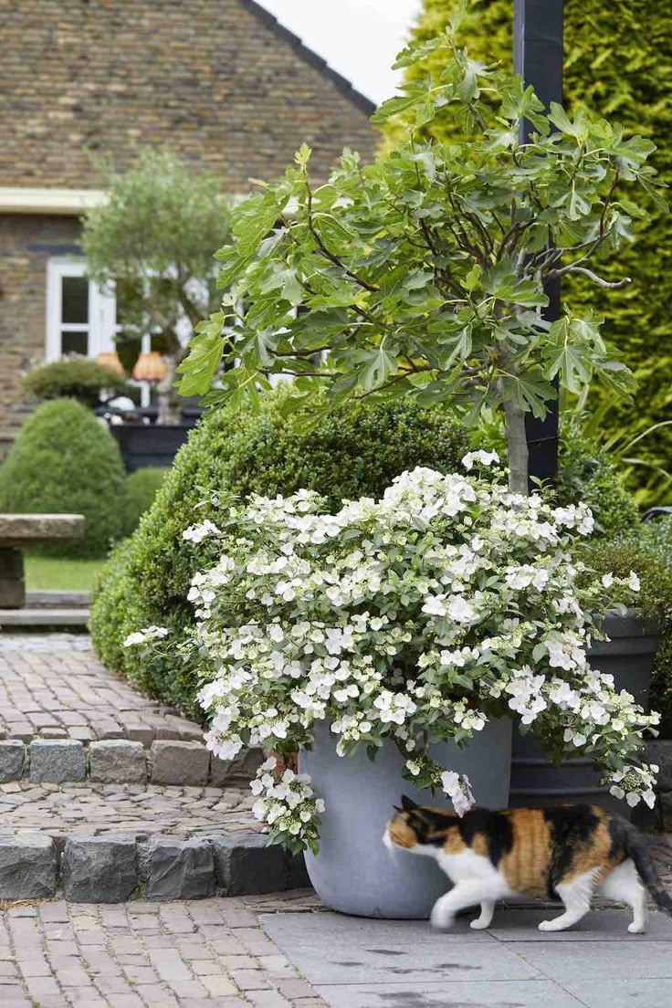 Hortensia "Runaway Bride"/ Hydrangea "Runaway Bride" - Gradina Noastra