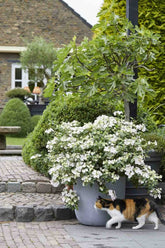 Hortensia "Runaway Bride"/ Hydrangea "Runaway Bride" - Gradina Noastra