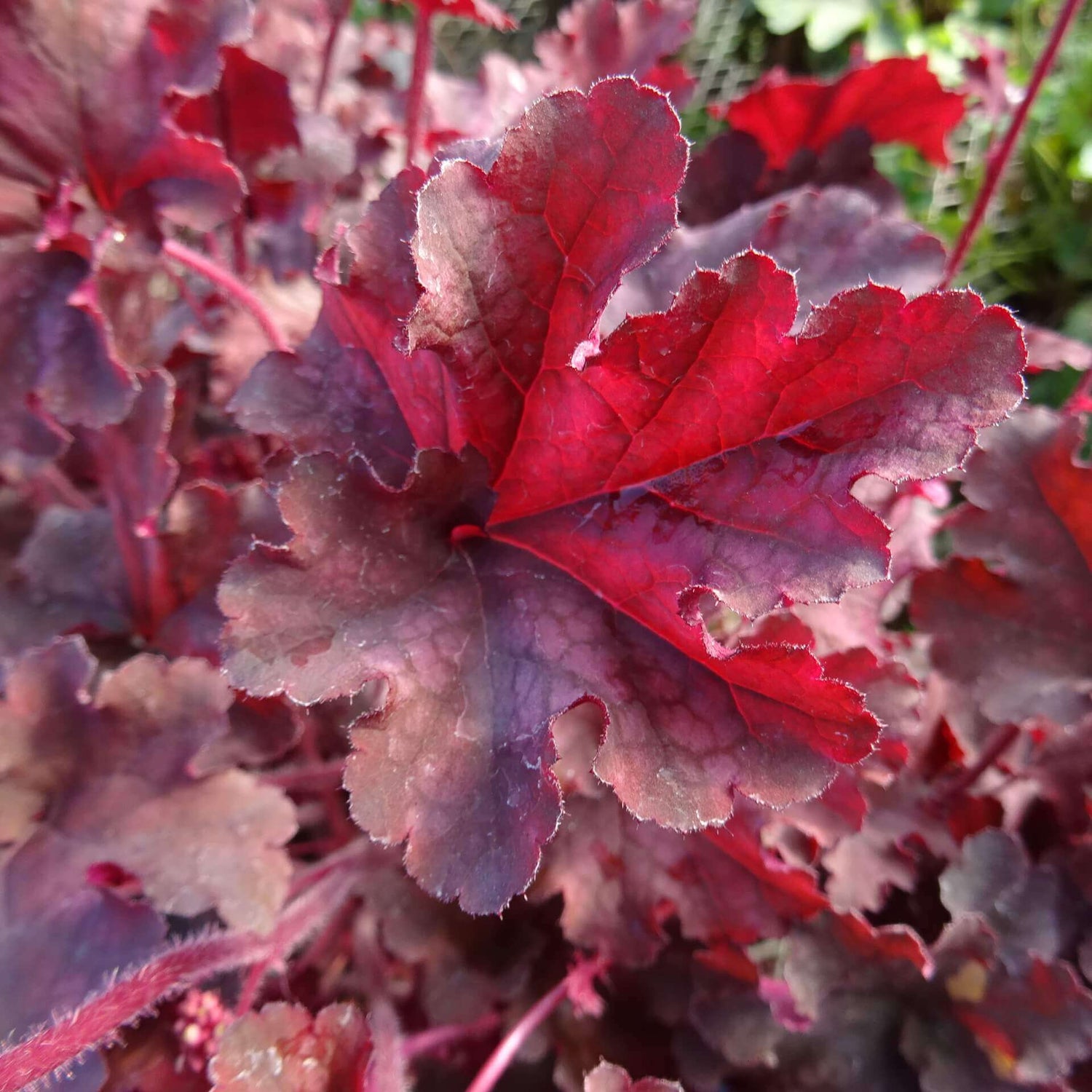 Heuchera "Melting Fire"