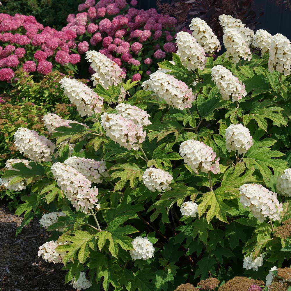 Hortensia cu frunza de stejar "Gatsby Girl"/ Hydrangea quercifolia "Gatsby Girl"/