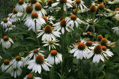 Echinacea purpurea &