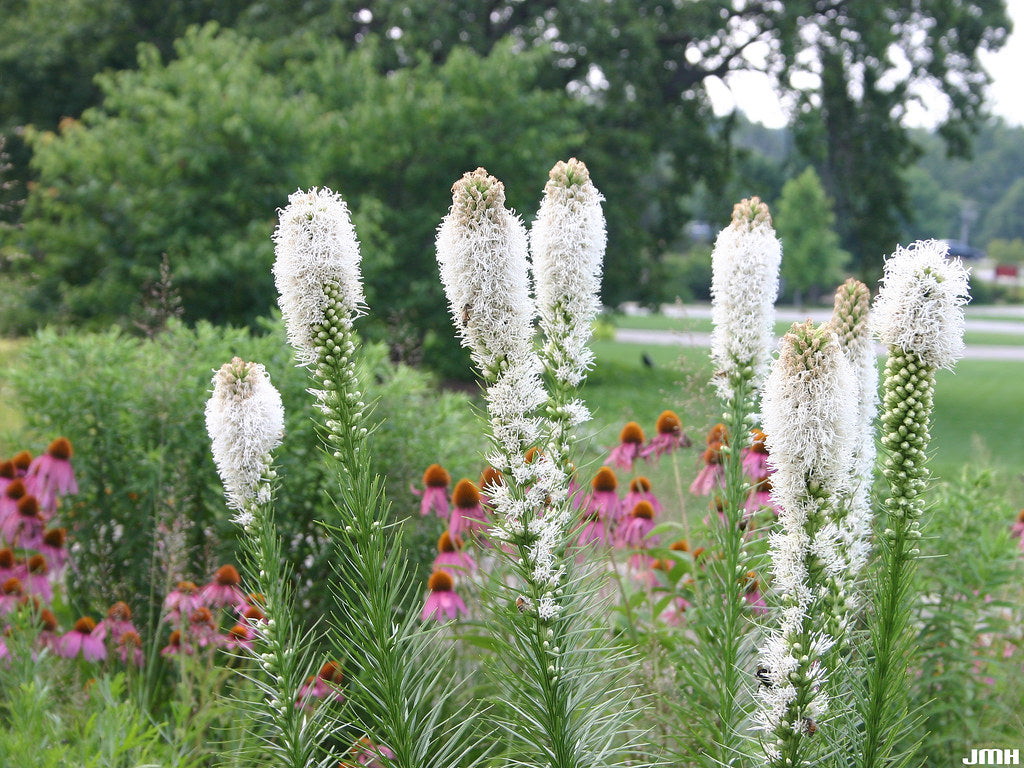 Liatris spicata "Alba"