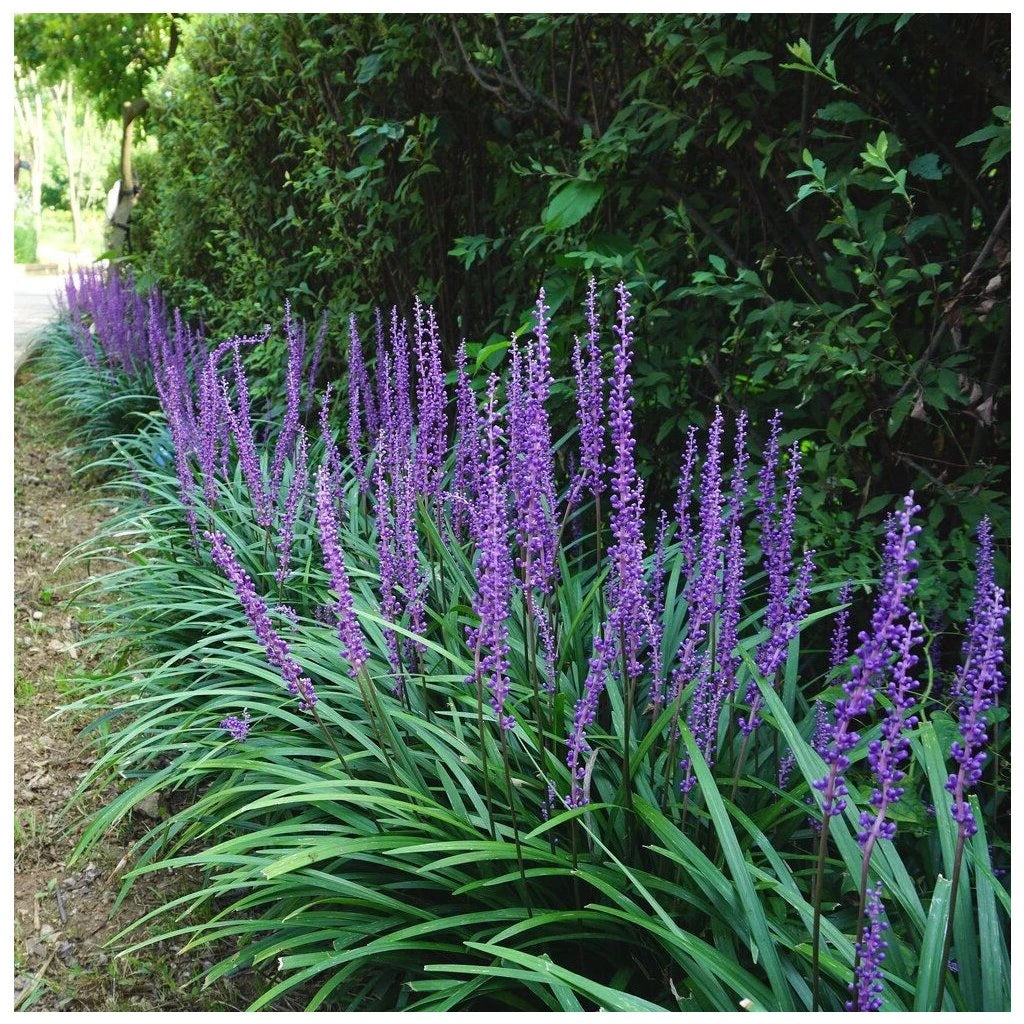 Liriope muscari "Moneymaker"