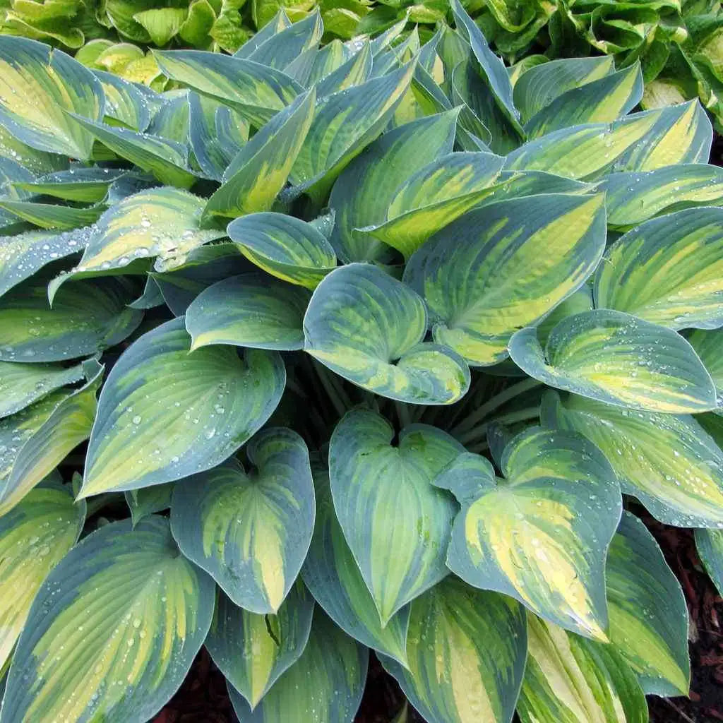 Hosta "Funkia June"