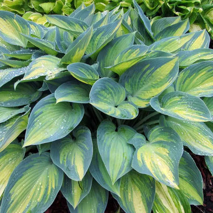 Hosta "Funkia June"