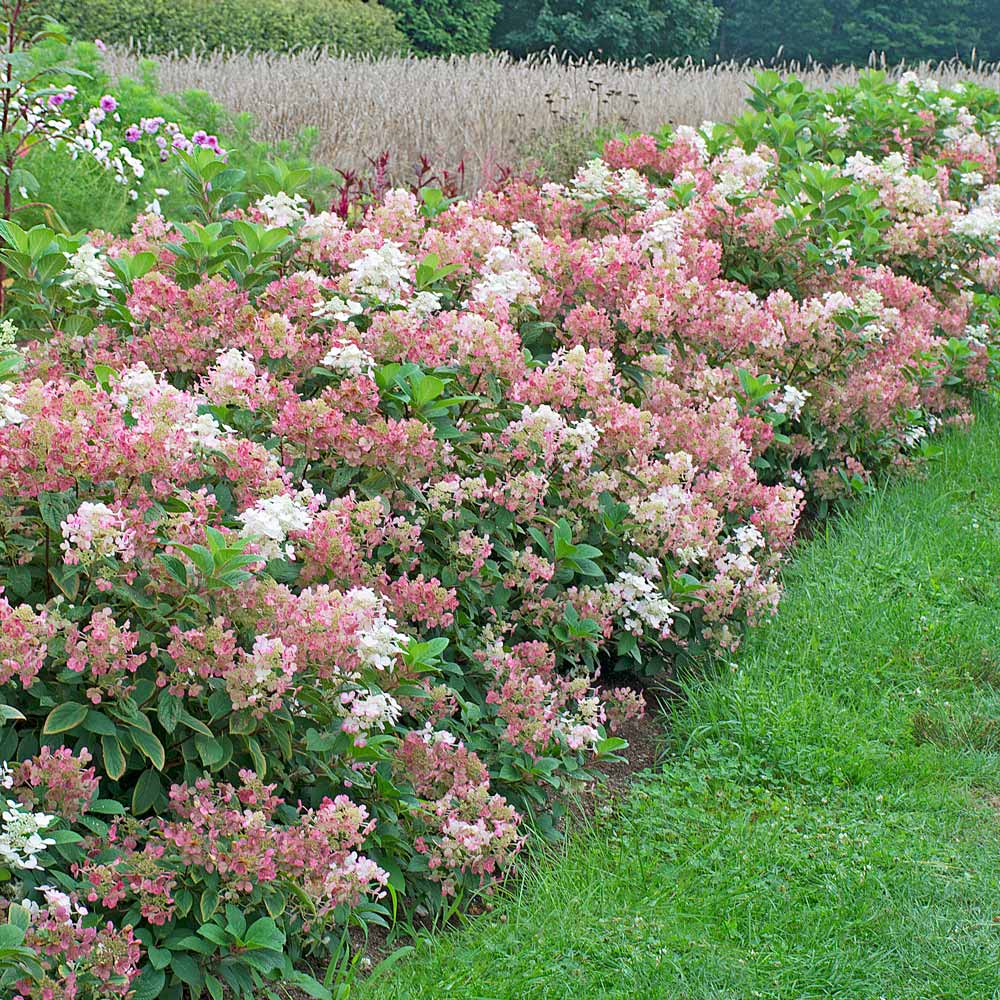 Hortensia paniculata &quot;Little Quick Fire&quot; / hydrangea paniculata &quot;Little Quick Fire&quot; /