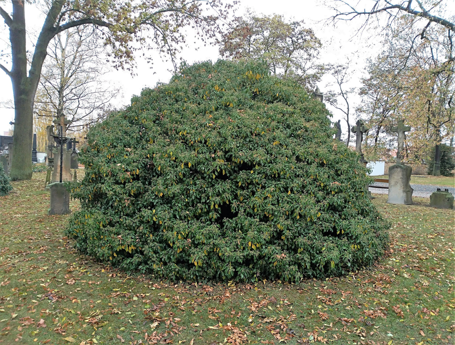 Iedera "Arborescens" / Hedera helix "Arborescens"/