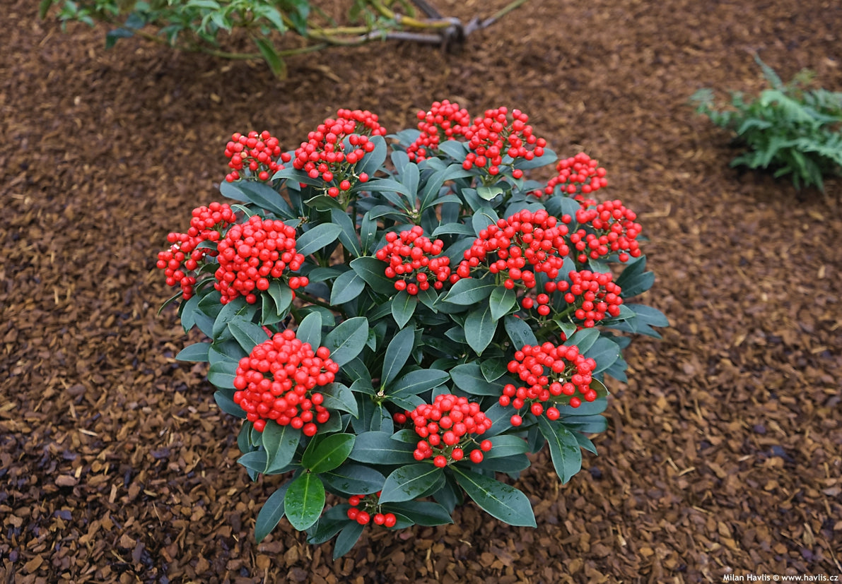 Liliac japonez "Pabella" / Skimmia japonica "Pabella"/