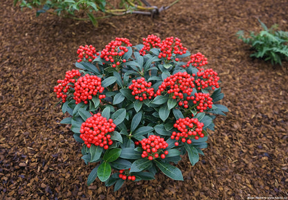 Liliac japonez "Pabella" / Skimmia japonica "Pabella"/