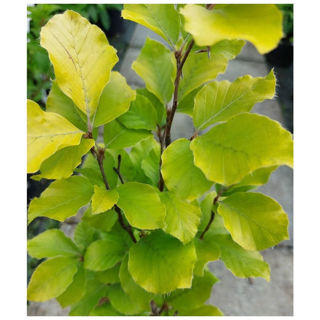 Fag columnar "Dawyck Gold" / Fagus sylvatica „Dawyck Gold” /