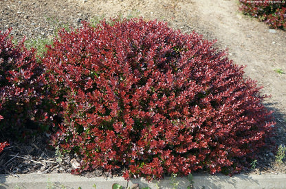 Dracila rosie "Atropurpurea Nana" /Berberis thunbergii "Atropurpurea Nana"/