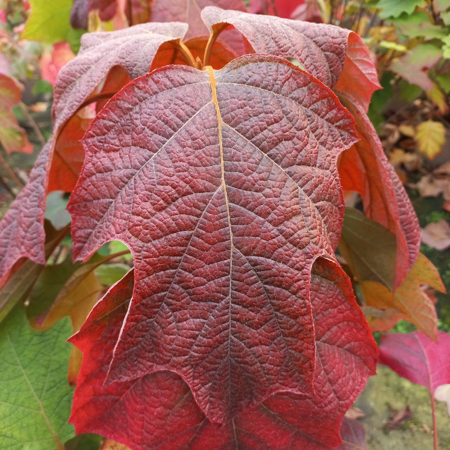 Hortensia cu frunza de stejar "Snowflake"/ Hydrangea quercifolia "Snowflake"/ - Gradina Noastra