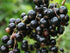 Coacăz Negru / Ribes nigrum  Ben Nevis / - Gradina Noastra