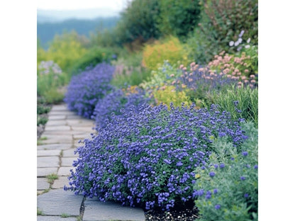 Caryopteris  ”Heavently Bleu ” 0.30 - 0.50 m / Caryopteris x clandonensis ” Heavently Bleu ” / - Gradina Noastra