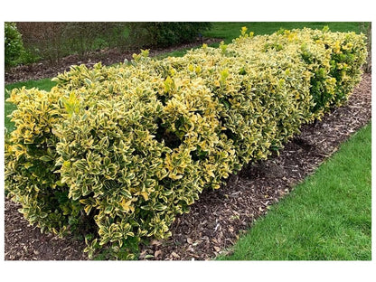 Salba japoneza " Elegant Aureus " tufa / Euonymus jap. "Elegant Aureus"/