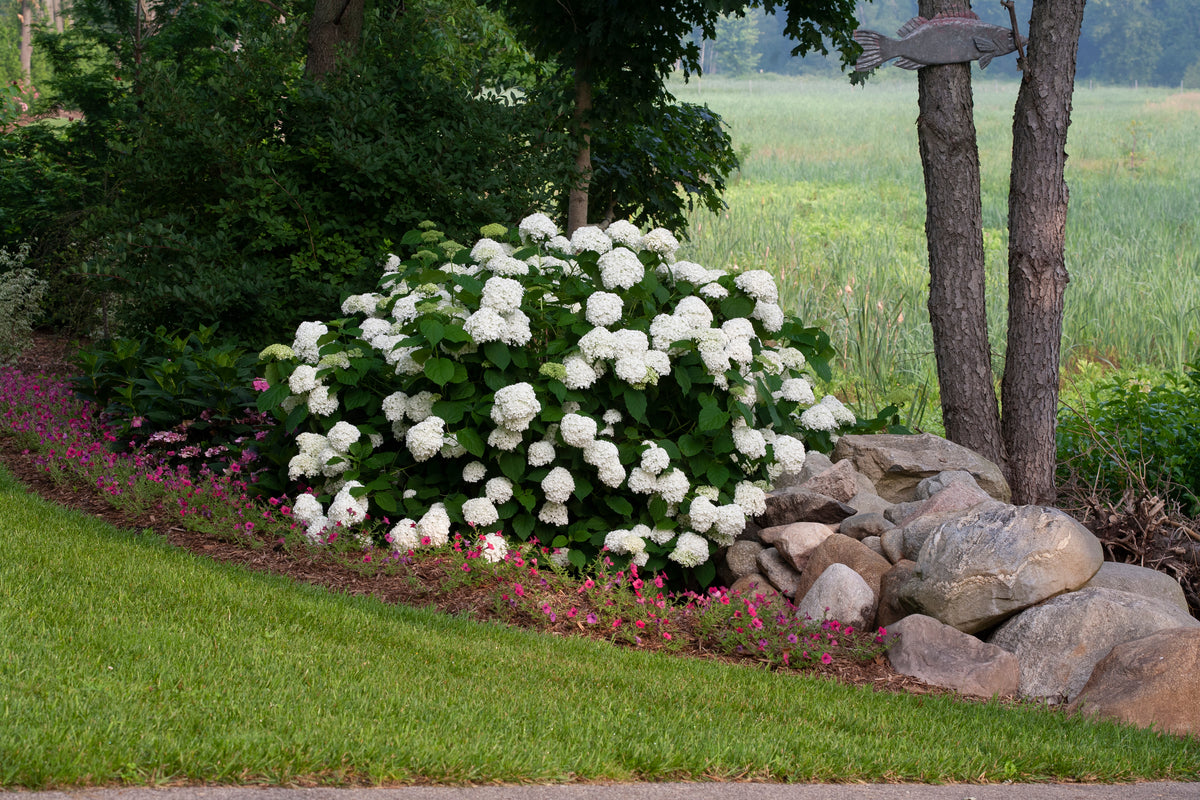 Hortensia "Strong Annabelle" / Hydrangea arborescens "Strong Annabelle"/