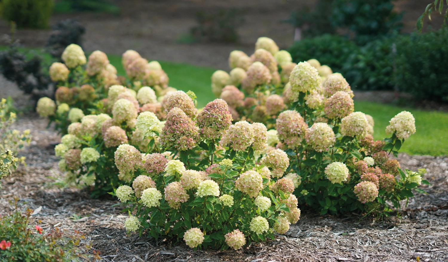 Hortensia paniculata "Fire Light Tiny Bit" / hydrangea paniculata "Fire Light Tiny Bit" /