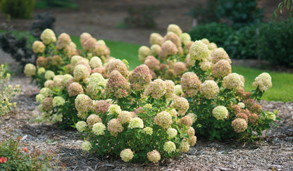 Hortensia paniculata "Fire Light Tiny Bit" / hydrangea paniculata "Fire Light Tiny Bit" /