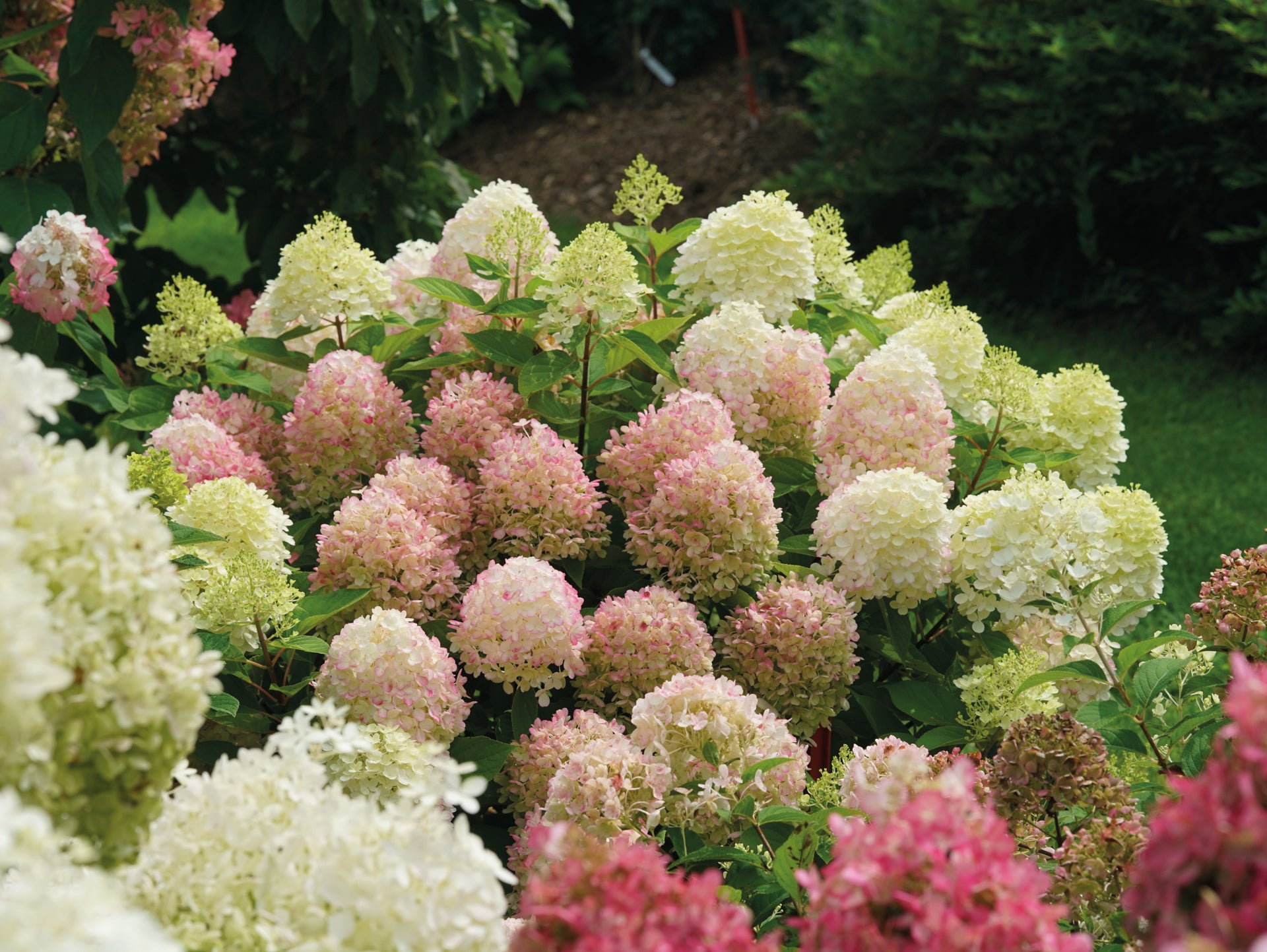Hortensia paniculata "Fire Light Tiny Bit" / hydrangea paniculata "Fire Light Tiny Bit" /