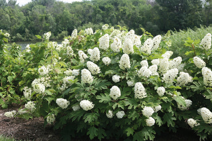 Hortensia cu frunza de stejar "Gatsby Girl"/ Hydrangea quercifolia "Gatsby Girl"/