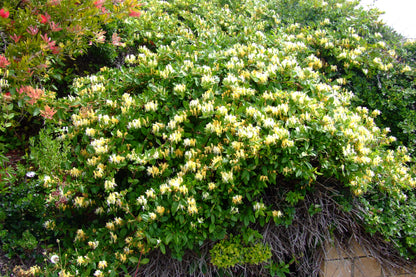 Mâna Maicii Domnului / Lonicera japonica mix /