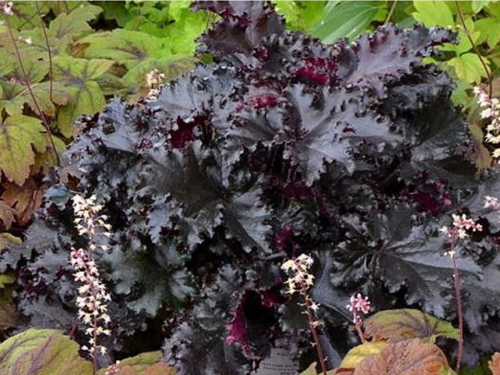Heuchera "Black Beauty" 0.10 - 0.20 m by gradina-noastra