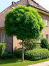Salcam Globular 3.00 - 3.50 m / Robinia pseudoacacia "Umbraculifera"/ - Gradina Noastra