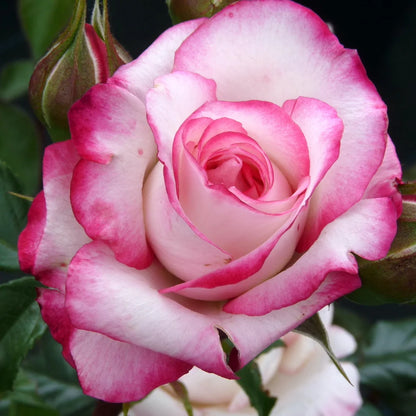 Trandafir floribunda "Laminuette"/ Rosa floribunda "Laminuette"/