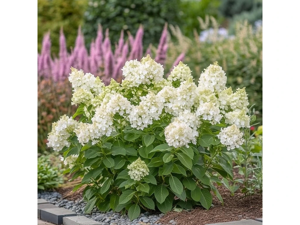 Hortensia paniculata "Vanille Fraise" / Hydrangea paniculata "Vanille Fraise" /